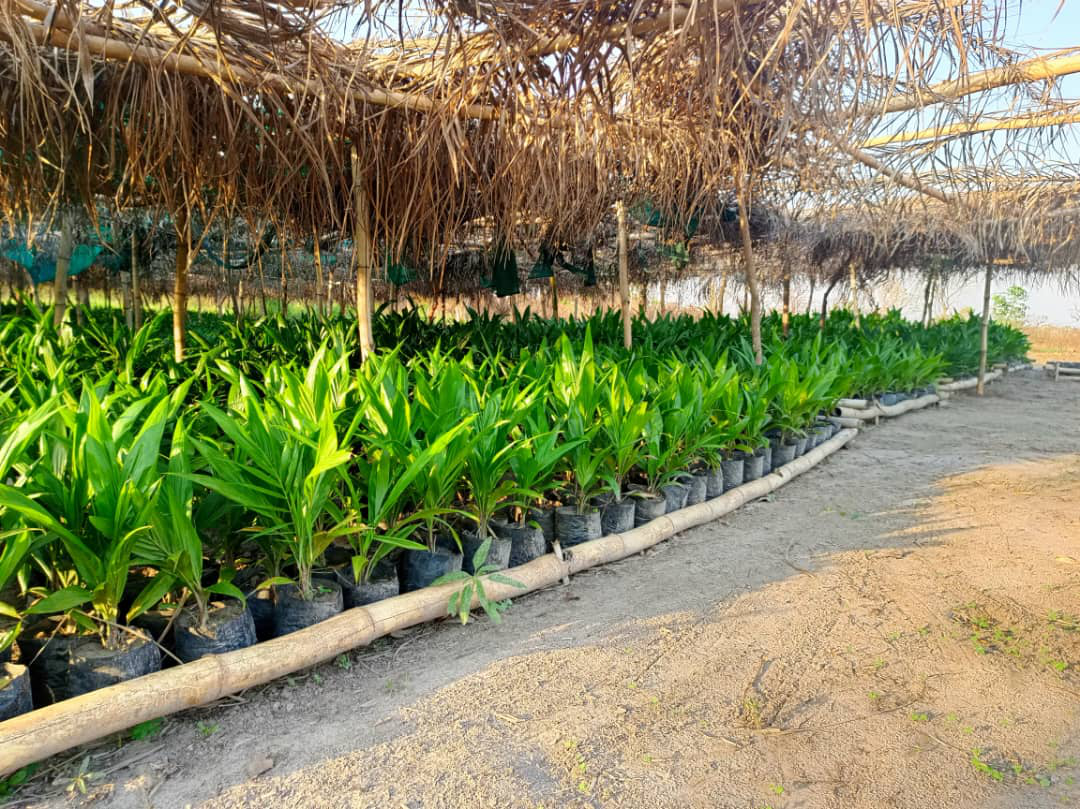 Msc en Production végétale